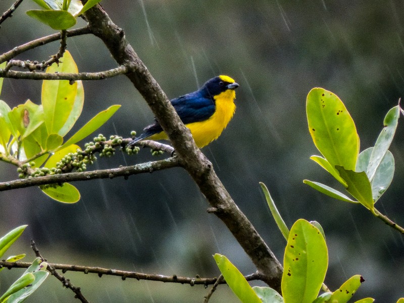 12. Euphonia xanthogaster Eufonia