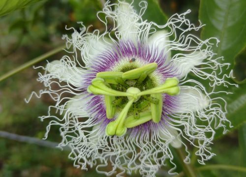 Santelina: Un Legado Natural de conservación en Guadalajara de Buga