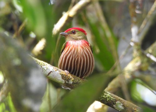 Descubre la magia de la Reserva Natural Nacional Protectora Río Guadalajara, un verde por descubrir.