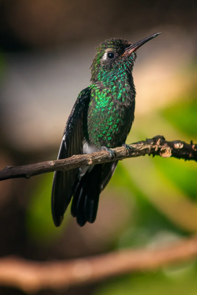 vertical shot hummingbird perching tree branch 11zon